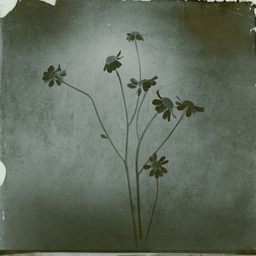 petal
